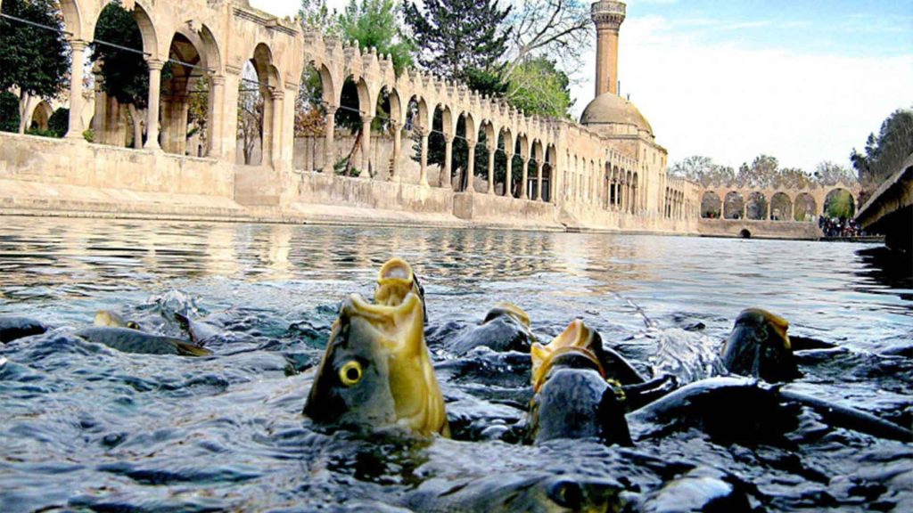 Balıklıgöl ve kutsal balıkların oluşturduğu muhteşem görüntü.